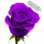 Фиолетовые розы, Фиолетовая роза